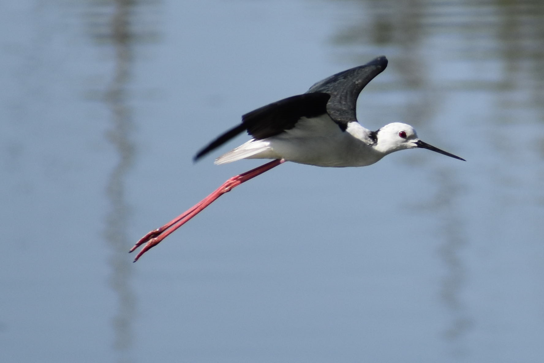Himantopus Himantopus 