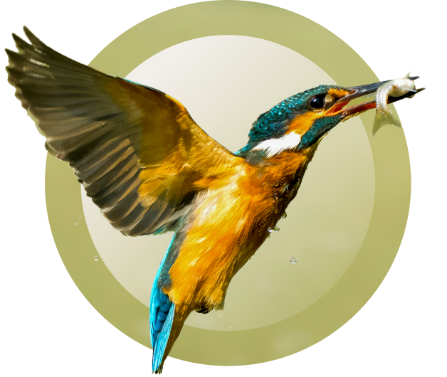 kingfisher img mobile