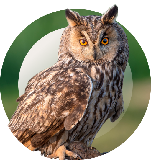 owl img mobile