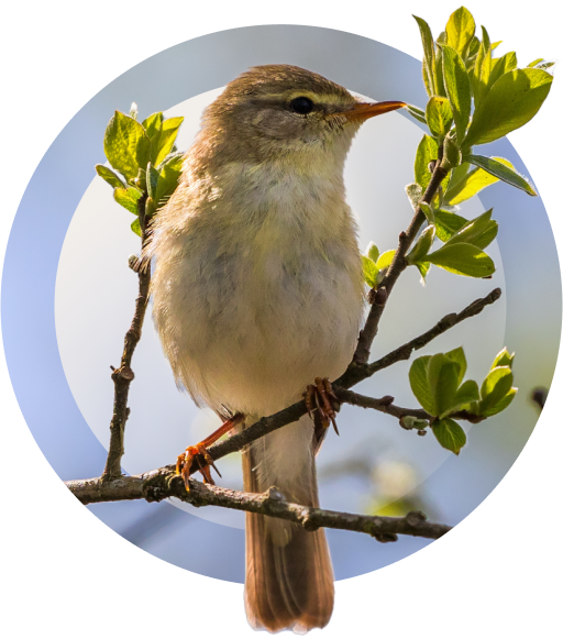 willow warbler mobile img