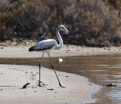 greater flamingo img