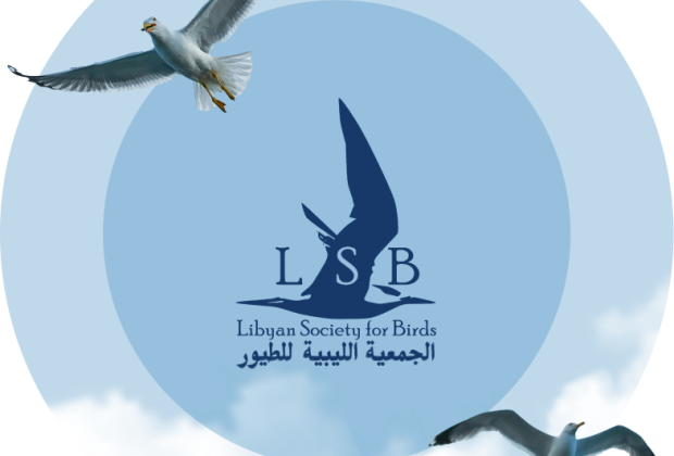 about lsb img