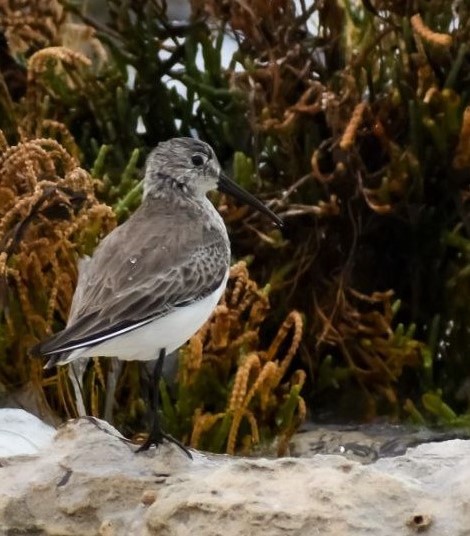 World Shorebirds Day