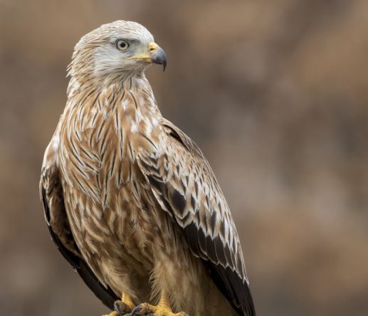 vulture awareness day img