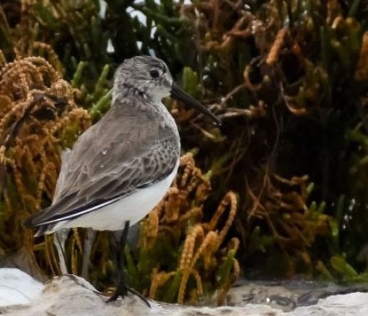 World Shorebirds Day
