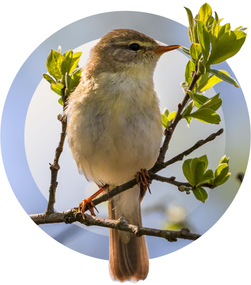 willow warbler mobile img