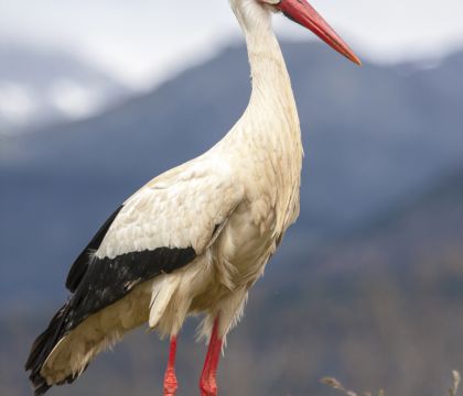 ciconia img