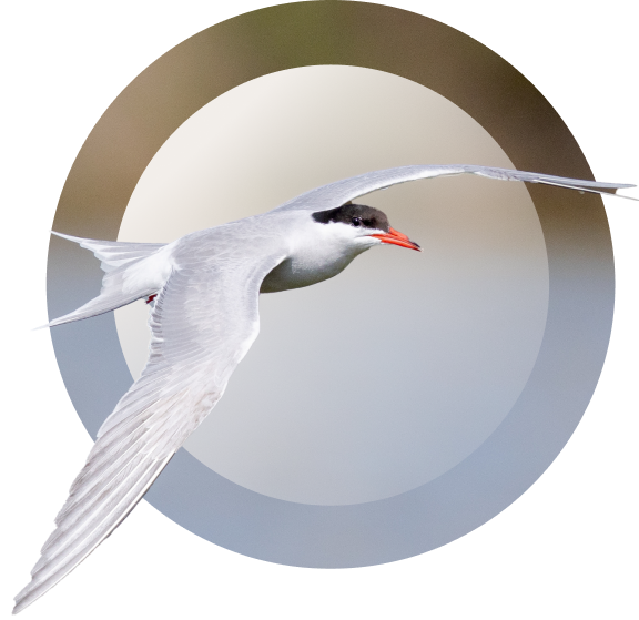 common tern img mobile