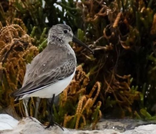 World Shorebirds Day