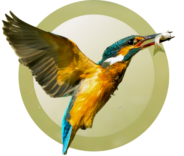 kingfisher img mobile
