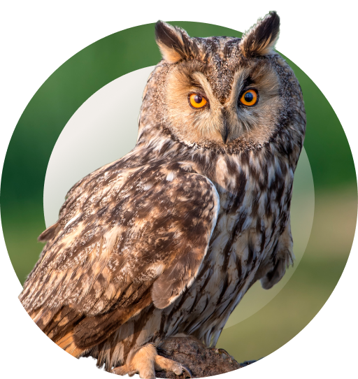owl img mobile