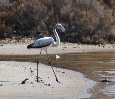 greater flamingo img