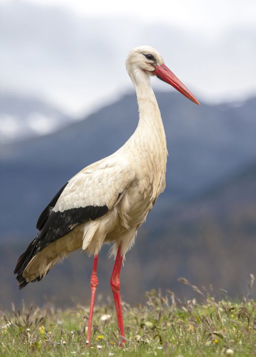 ciconia img