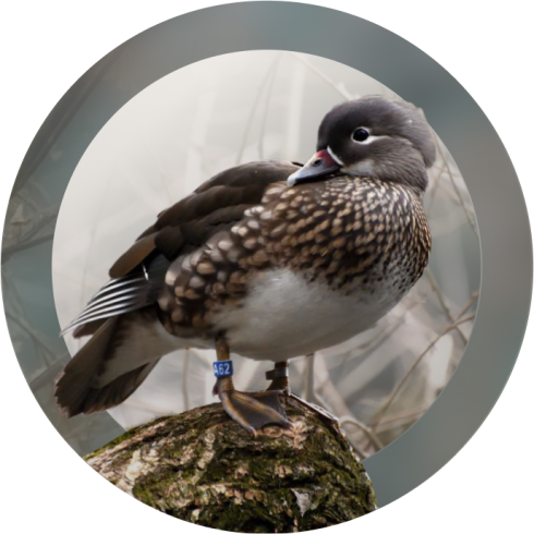bird cta img