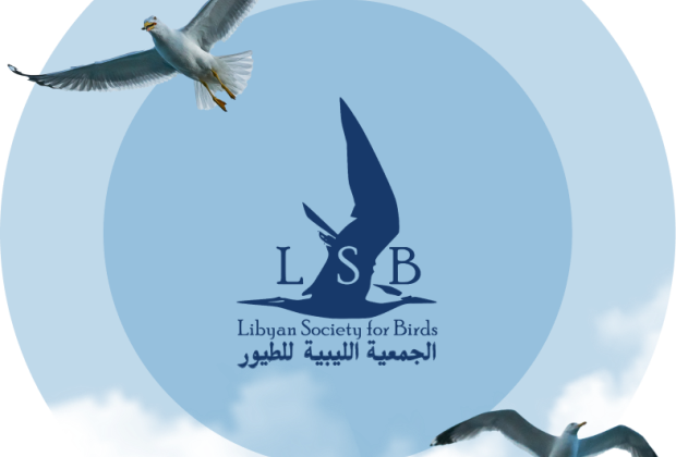 about lsb img