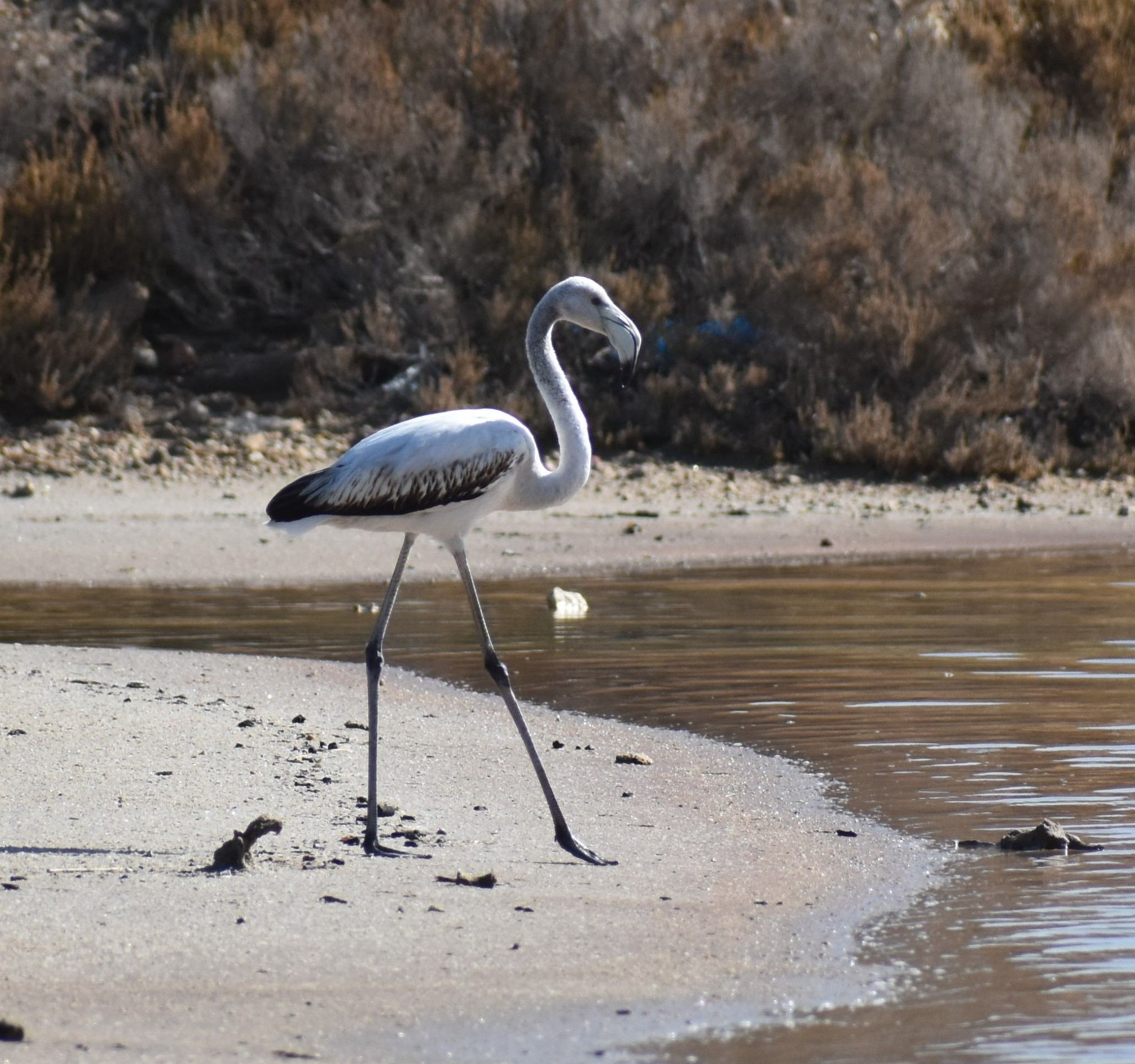 greater flamingo img