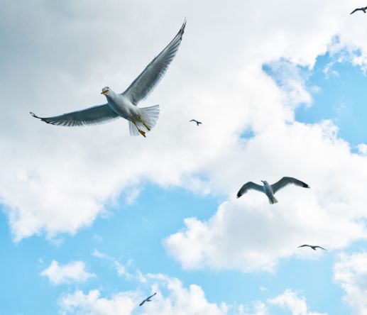 world migratory bird day img