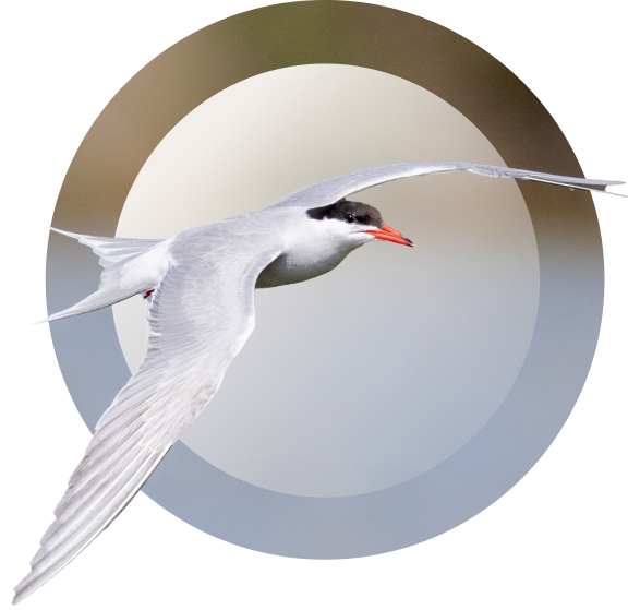common tern img mobile